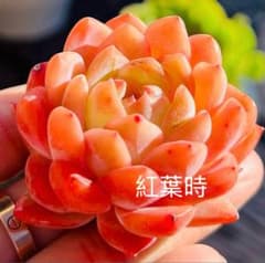 多肉植物　抜き苗　Big Red 特価 多肉植物 レッドモンロー 抜き苗 ポット7センチ - メルカリ