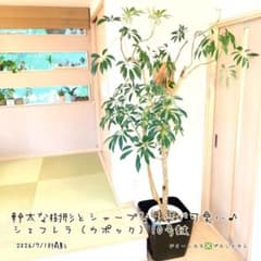 【はくう⚠埼玉県】幹太でシャープな葉が可愛い♪シェフレラ（カポック）10号 はくう様専用⚠埼玉県】幹太でシャープな葉が可愛い♪シェフレラ