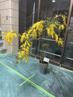 アカシア　スペクタビリス　（ミモザ）　開花中　まだ蕾有り アカシア スペクタビリス （ミモザ） 開花中 まだ蕾有り - メルカリ