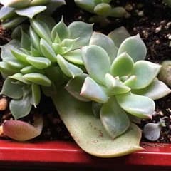 多肉植物♪ 葉挿しっ子セット( ˊᵕˋ )♡のサムネイル