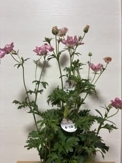 ラナンキュラスラックス イーシス（希少種） 5号鉢 2苗 - メルカリ