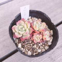 ノバジン　多肉植物のサムネイル