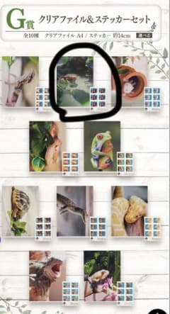 G 상 클리어 파일 & 스티커 이보이모리 이치 반 쿠지 파충류 & 양서류