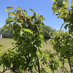 山梨県産小梅のサムネイル