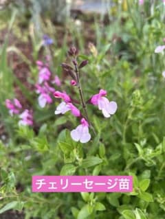 チェリーセージ挿木苗　1苗のサムネイル