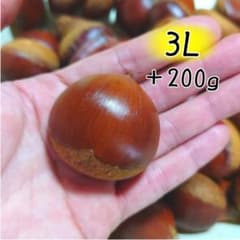 3【熊本県産】生栗 3L 1kg＋200gのサムネイル