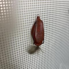 デプス スリザーク アカガエルのサムネイル