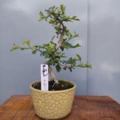 ミニ盆栽 サンザシのサムネイル