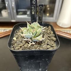 アガベ チタノタ 大白鯊 ホオジロザメ OC 子株 発根済 優良血統 - メルカリ