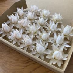 58・ヘリクリサムドライフラワー　モハーブ　花材　リース　ハーバリウム 63・ヘリクリサムドライフラワー モハーブ 花材 リース ハーバリウム