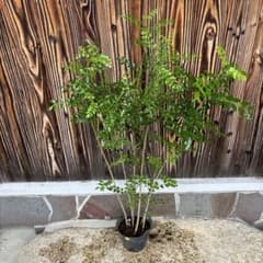 植木屋さんのシマトネリコ5号②のサムネイル