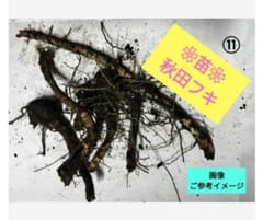 ⑪秋田フキ　地下茎　◤苗◢　青森県産　ふき　蕗のサムネイル