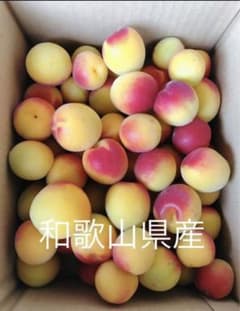 完熟梅　和歌山県産　紀州南高梅　4キロのサムネイル