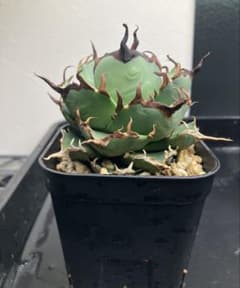 agave アガベ ハデス　コンパクト　激選抜のサムネイル