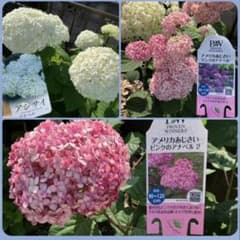 アジサイ 挿し穂3種セット 計4本 アナベル（白)、ピンク、ピンクの