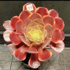 33#観葉植物アエオニウム錦❤️スーパーバン❤️1大頭3小頭17cm拨き苗