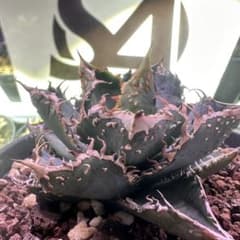 876【上澳園芸】 アガベ チタノタ 金蟾 優良血統子株 - メルカリ