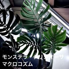 モンステラデリシオーサマクロコズム超希少系統鉢植え83㎝ - メルカリ