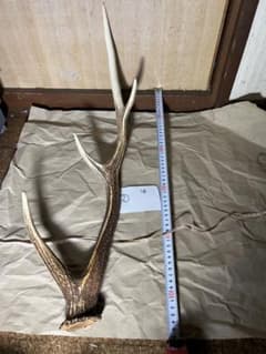 ②  【送料込】鹿　シカ　ツノ　角　1本のサムネイル