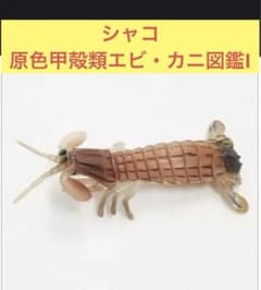 シャコ 「原色甲殻類エビ・カニ図鑑I」 ユージン - メルカリ