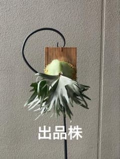 ビカクシダ 伊弉諾OC 長期養生 IZANAGI - メルカリ