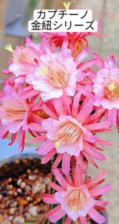59-カプチーノ 超人気 金紐シリーズ 花サボテン 複色咲き 巨大カキコ