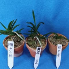 【超メルカリ市便乗商品】富貴蘭「黄金虫」（割子）+「高知県南国市産」二点セット 富貴蘭 瀬戸の剣、 黄花 ②、鯱甲竜 3品 セット - メルカリ
