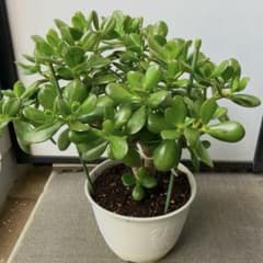 縁起の良い多肉植物「金のなる木」　　（写真R7年5月撮影） m13206316258_1.jpg?1749650977