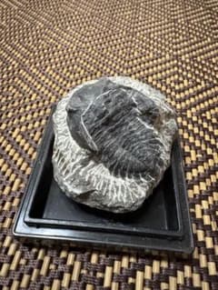 三葉虫の化石　メタカンシナのサムネイル