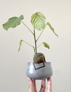 美株　ボンバックス　エリプティクム （鉢付き） ボンバックス Pseudobombax ellipticum 鉢付発送 プセウドボンバックス