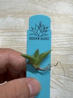 HIDDEN AGAVE エボ×オテ実生 タグ付き - メルカリ