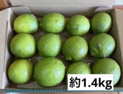 淡路島産 グリーンレモン 約1.4kgのサムネイル