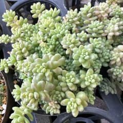 多肉植物 花団錦 10カットのサムネイル