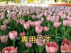 ★BURBERRY ★セーターのサムネイル