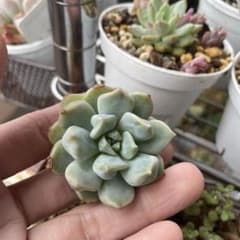 シュークリームカット苗　多肉植物のサムネイル