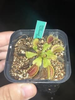 食虫植物 ハエトリソウ Dionaea 'GJ Phalanx' 観葉植物のサムネイル