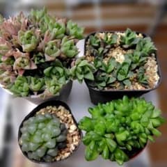 多肉植物 ハオルチア 4種類セット - メルカリ