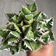 A058 特選 アガベ SAD南 アフリカダイアモンド 多頭 極上優良群生株のサムネイル