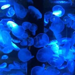 mom様専用のサムネイル