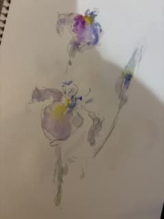 アイリス 水彩画 原画のサムネイル