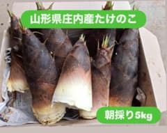 山形県庄内産 たけのこ 5kg　朝採り　孟宗竹