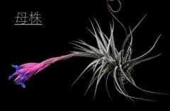 Tillandsia aeranthos nigra 採種種子 10粒のサムネイル