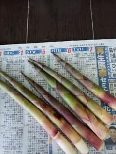 本日採りたて　新鮮 姫竹　ひめたけネマガリダケ北海道登別産　約1.4キロ箱込のサムネイル