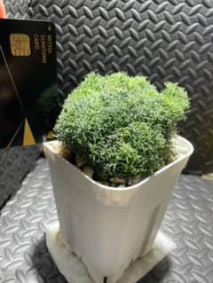 モンソニア ペニクリナム_実生株C（抜き苗）【価格交渉可】 メルカリ