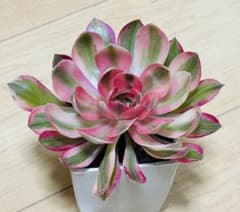 多肉植物 アエオニウム 女神錦 抜き苗 - メルカリ