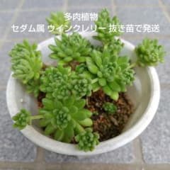 多肉植物 セダム属 ウインクレリー 抜き苗で発送 - メルカリ