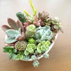 多肉植物 雫シリーズ レズリーのサムネイル