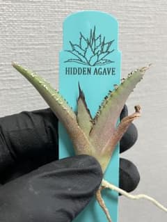 ホワイトファング　ジェレミータグ付き　アガベ cactus.green | Agave 