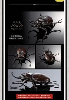 生き物大図鑑アドバンス ゾウカブト マルスゾウカブトのサムネイル