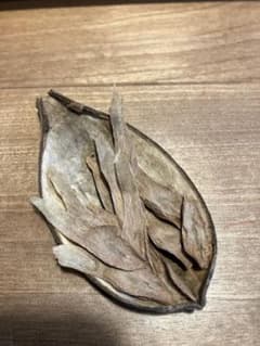 プルメリア　種鞘(種)のサムネイル